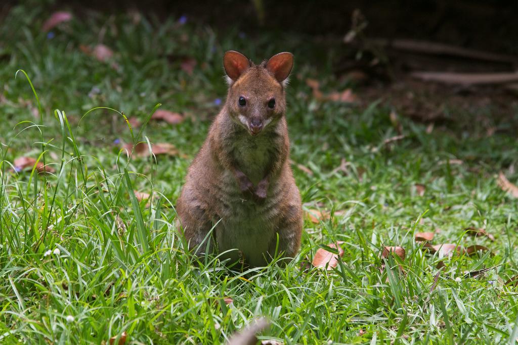 Crater Lakes Rainforest Cottages Yungaburra Dış mekan fotoğraf