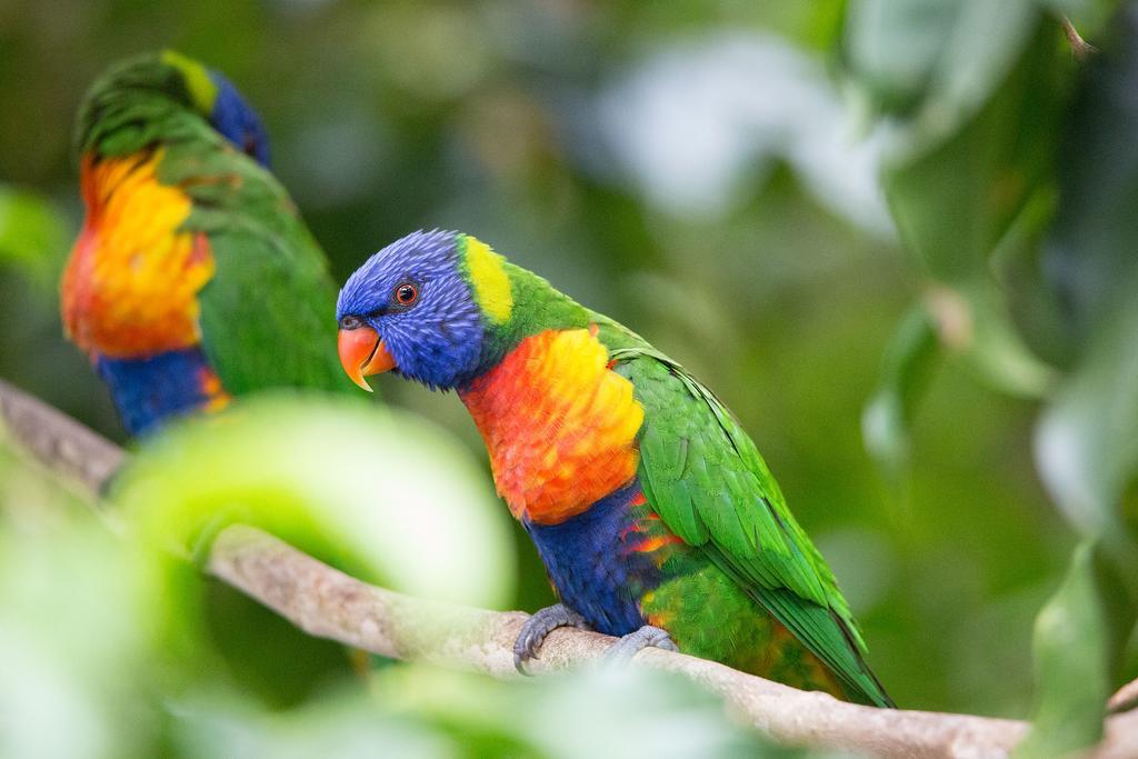Crater Lakes Rainforest Cottages Yungaburra Dış mekan fotoğraf
