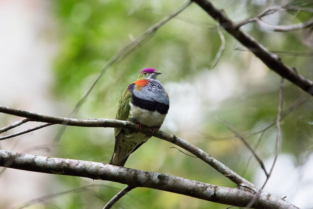 Crater Lakes Rainforest Cottages Yungaburra Dış mekan fotoğraf
