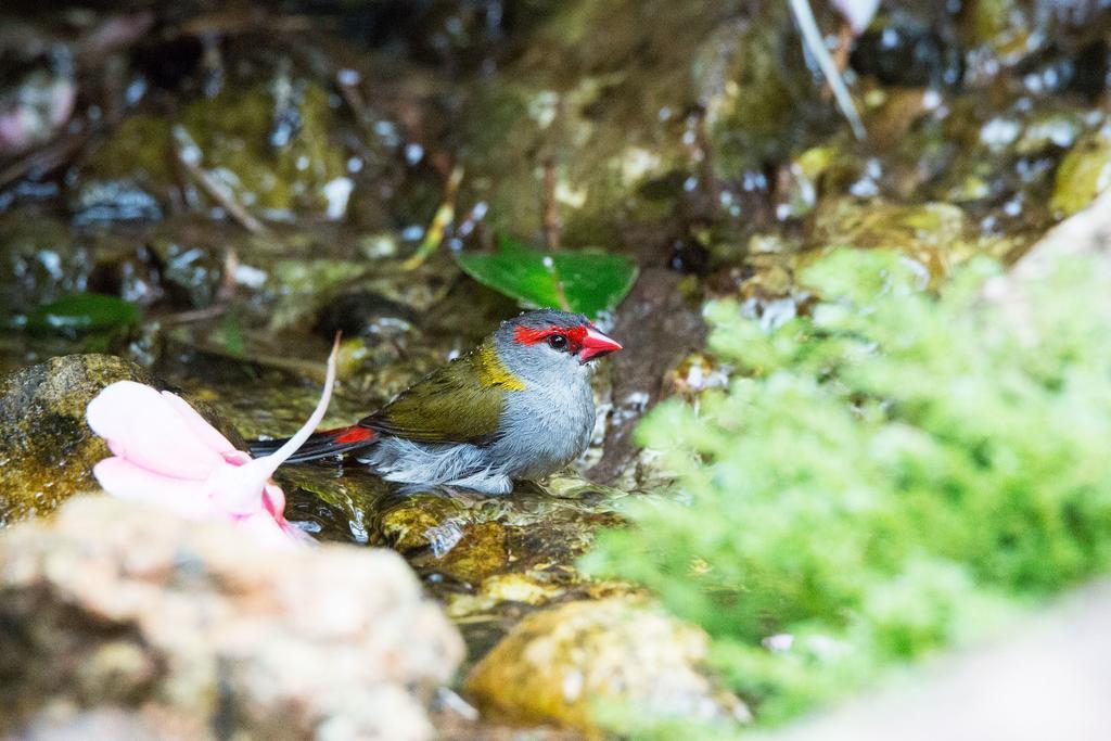 Crater Lakes Rainforest Cottages Yungaburra Dış mekan fotoğraf