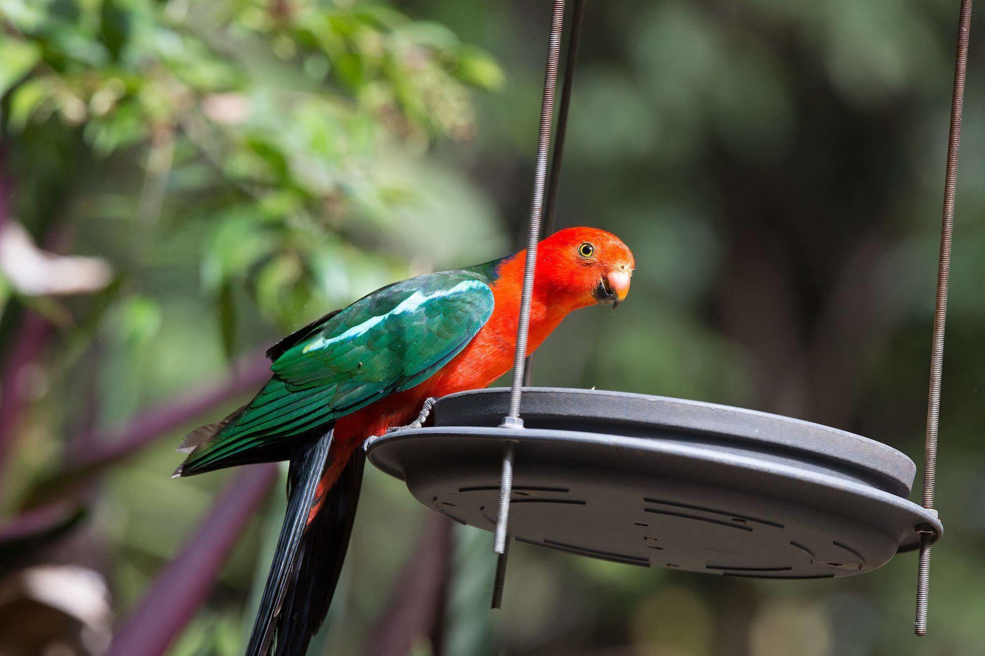 Crater Lakes Rainforest Cottages Yungaburra Dış mekan fotoğraf